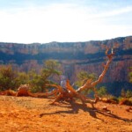 branch on grand canyon